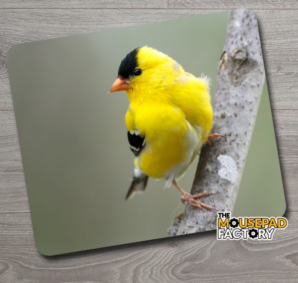 American Goldfinch Male Bird Mouse Pad