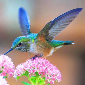 Hummingbirds