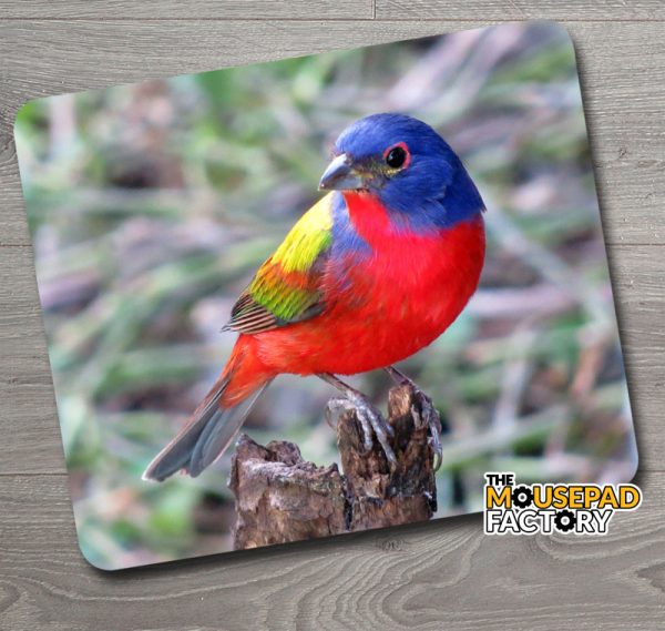 Painted Bunting Bird Mouse Pad
