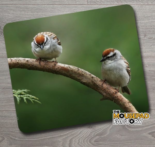 Tree Sparrows Bird