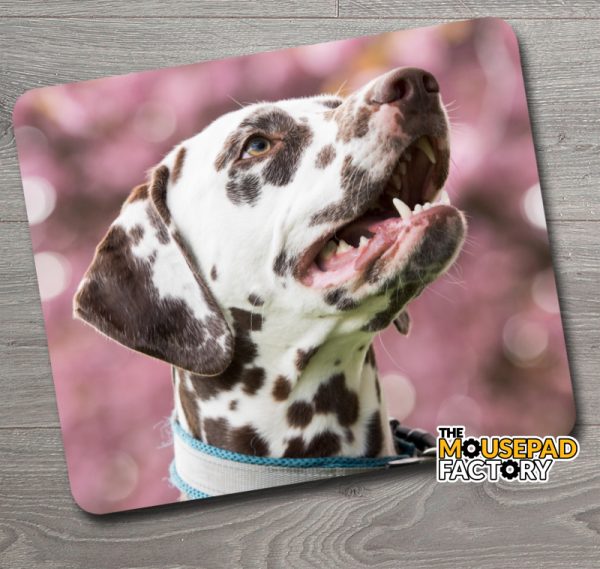 Dalmatian Dog Pure-breed