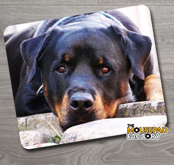 Rottweiler Dog Pure-breed