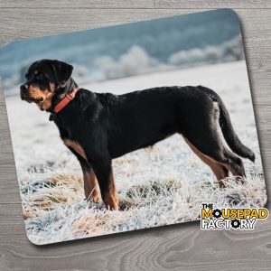 Rottweiler Dog Pure-breed