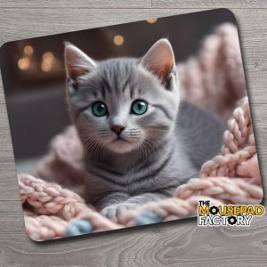 Cute Grey Tabby Kitten