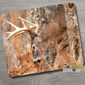 White-Tailed Deer Buck